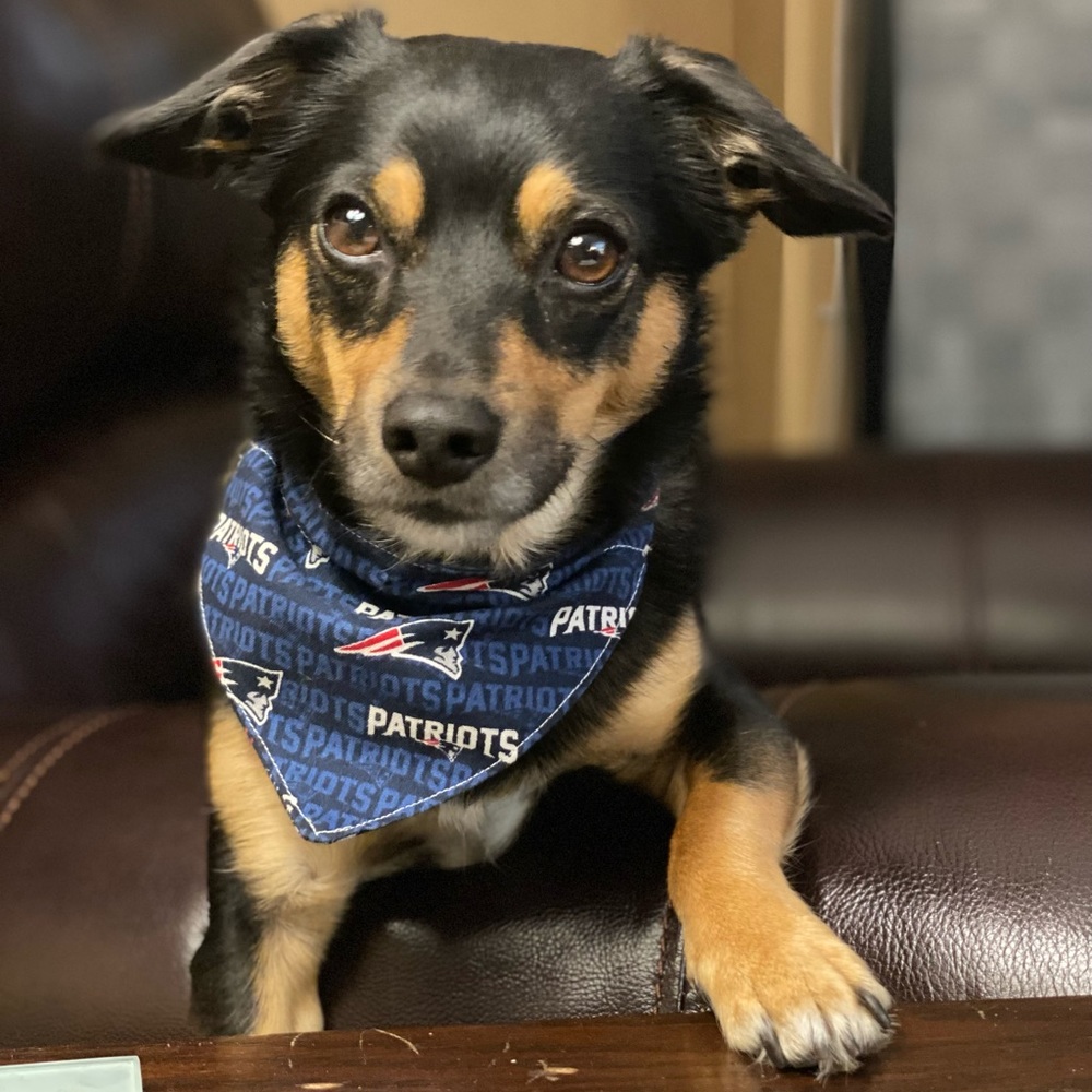 Handmade Reversible pet bandana in red banana print - Picture 5 of 5